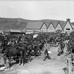 Special Mounted Police horses at Alexandra Barracks, Mount Cook, Wellington, 1913.