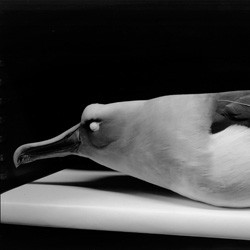 Albatross (Bird Skins Room #6), Taranaki St, Wellington, 3 October 1995