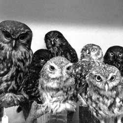 Moreporks (Bird Skins Room # 2), Taranaki St, Wellington, 3 October 1995.