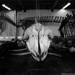 Orca Skull, Taranaki St, Wellington 4 October 1995. 