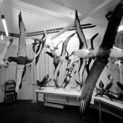 Mounted albatross, Taranaki St, Wellington, 2 February 1996.