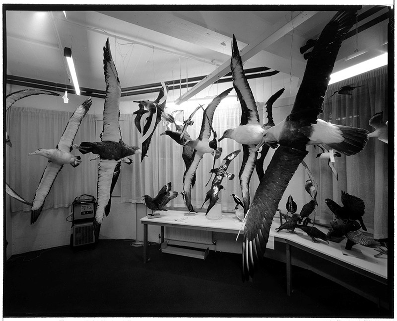 Mounted albatross, Taranaki St, Wellington, 2 February 1996.